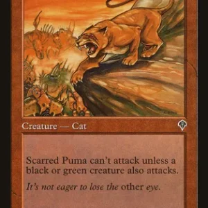 Scarred Puma