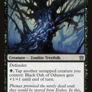 Black Oak Of Odunos